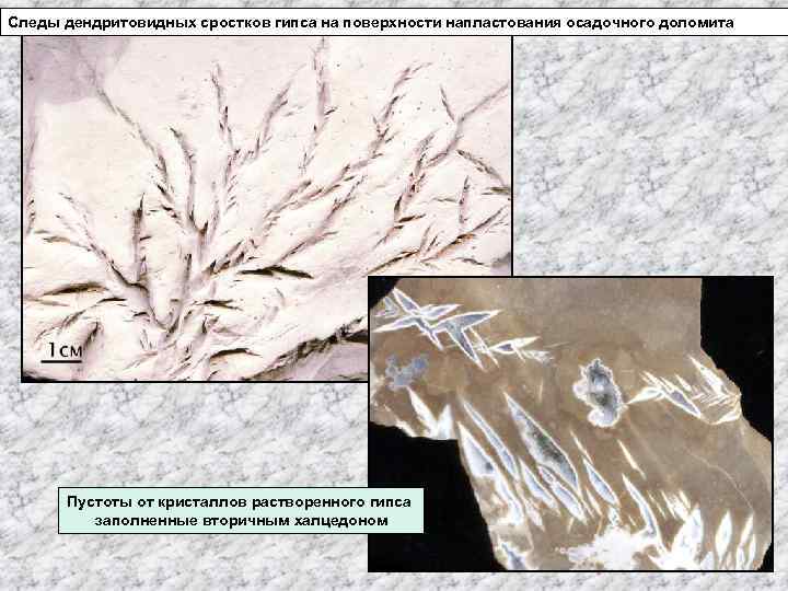 Следы дендритовидных сростков гипса на поверхности напластования осадочного доломита Пустоты от кристаллов растворенного гипса