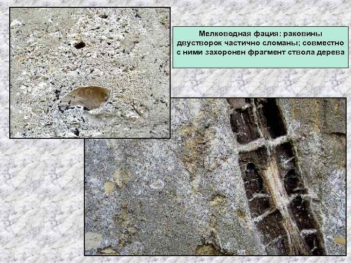 Мелководная фация: раковины двустворок частично сломаны; совместно с ними захоронен фрагмент ствола дерева 