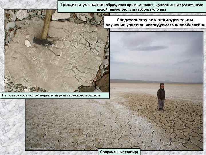 Трещины усыхания образуются при высыхании и уплотнении пропитанного водой глинистого или карбонатного ила Свидетельствуют