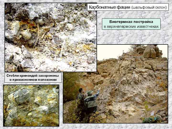 Карбонатные фации (шельфовый склон) Биогермная постройка в верхнепермских известняках Стебли криноидей захоронены в прижизненном