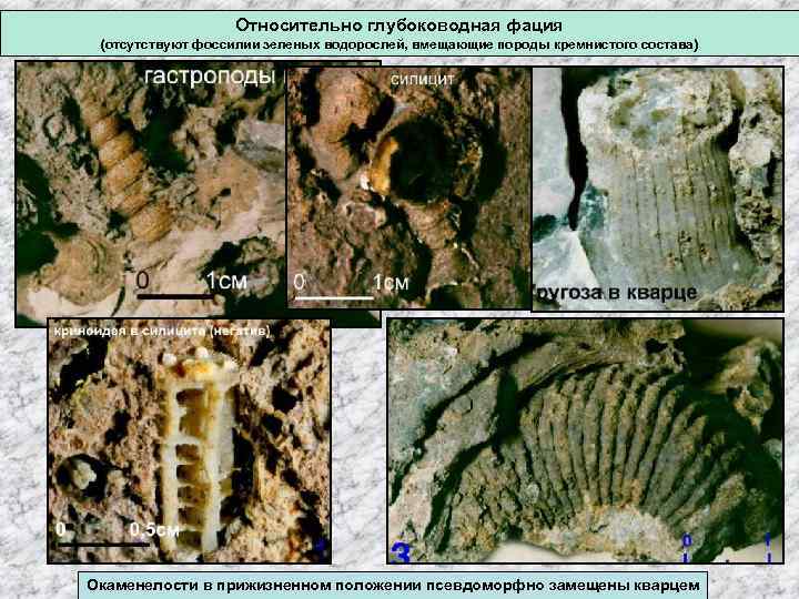 Относительно глубоководная фация (отсутствуют фоссилии зеленых водорослей, вмещающие породы кремнистого состава) Окаменелости в прижизненном