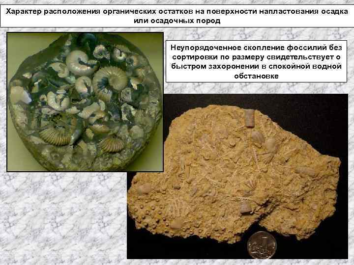 Характер расположения органических остатков на поверхности напластования осадка или осадочных пород Неупорядоченное скопление фоссилий