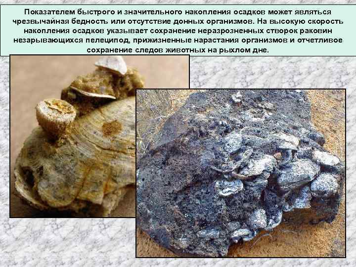 Показателем быстрого и значительного накопления осадков может являться чрезвычайная бедность или отсутствие донных организмов.