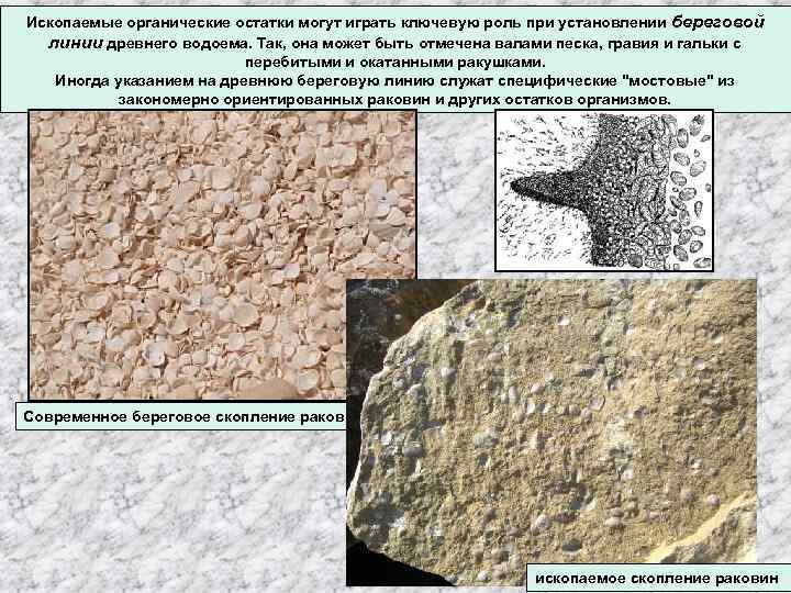 Ископаемые органические остатки могут играть ключевую роль при установлении береговой линии древнего водоема. Так,