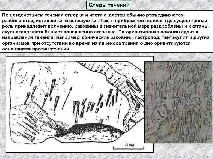 Следы течений По воздействием течений створки и части скелетов обычно разъединяются, разбиваются, истираются и