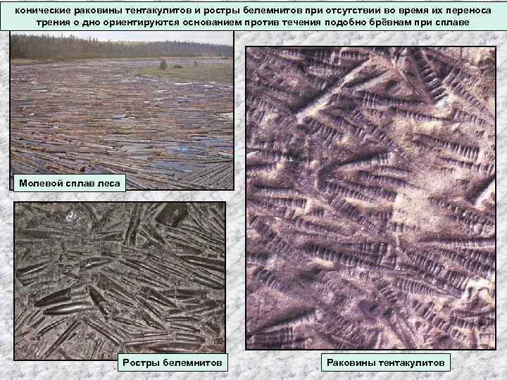 конические раковины тентакулитов и ростры белемнитов при отсутствии во время их переноса трения о