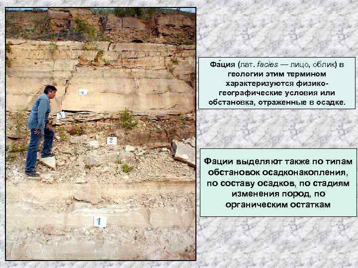Фа ция (лат. facies — лицо, облик) в геологии этим термином характеризуются физикогеографические условия