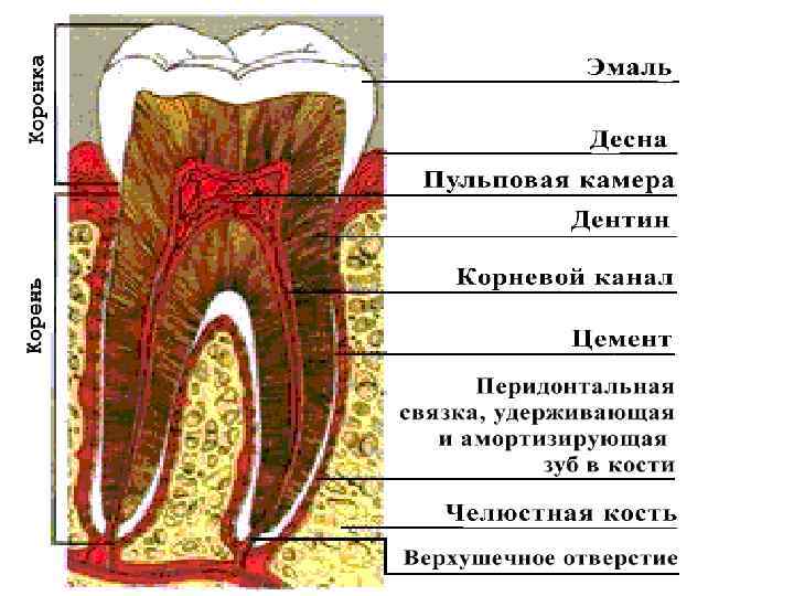 Эмаль зуба презентация