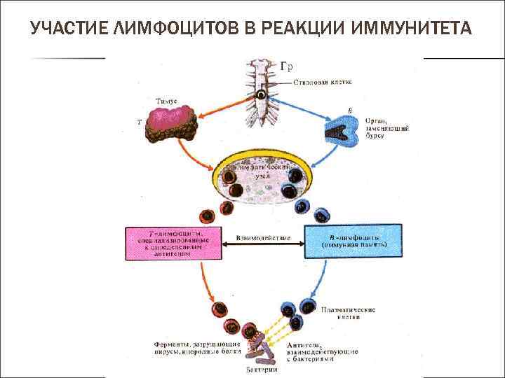 УЧАСТИЕ ЛИМФОЦИТОВ В РЕАКЦИИ ИММУНИТЕТА 