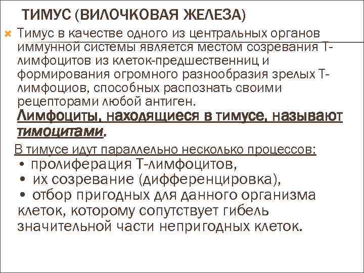 ТИМУС (ВИЛОЧКОВАЯ ЖЕЛЕЗА) Тимус в качестве одного из центральных органов иммунной системы является местом