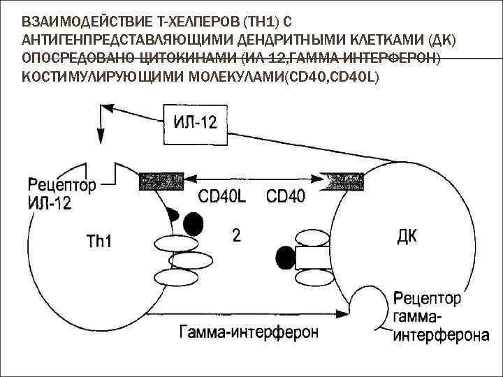 ВЗАИМОДЕЙСТВИЕ Т-ХЕЛПЕРОВ (ТH 1) С АНТИГЕНПРЕДСТАВЛЯЮЩИМИ ДЕНДРИТНЫМИ КЛЕТКАМИ (ДК) ОПОСРЕДОВАНО ЦИТОКИНАМИ (ИЛ-12, ГАММА-ИНТЕРФЕРОН) КОСТИМУЛИРУЮЩИМИ