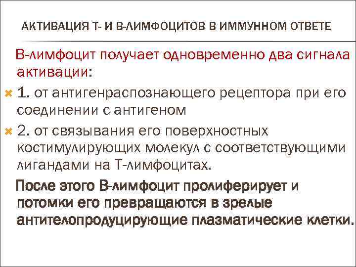 АКТИВАЦИЯ Т- И В-ЛИМФОЦИТОВ В ИММУННОМ ОТВЕТЕ В-лимфоцит получает одновременно два сигнала активации: 1.