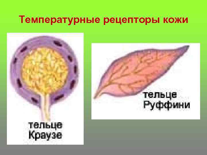 Температурные рецепторы кожи 
