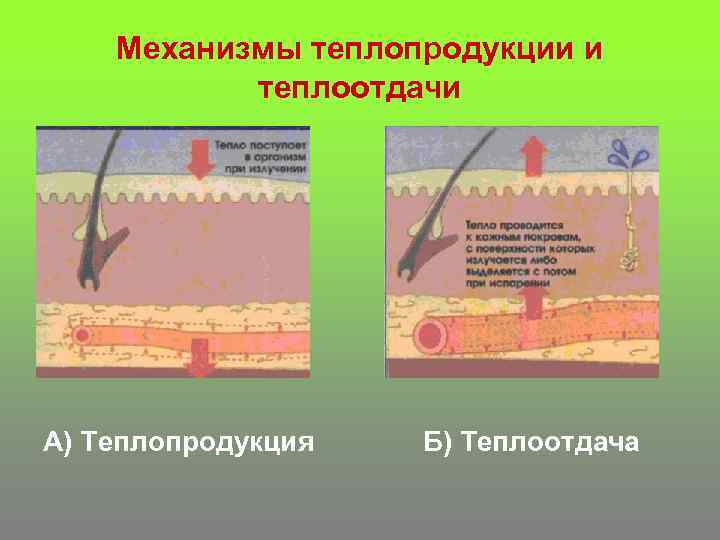 Механизмы теплопродукции и теплоотдачи А) Теплопродукция Б) Теплоотдача 