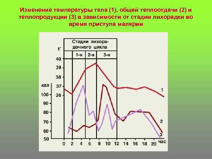 Изменение температуры тела (1), общей теплоотдачи (2) и теплопродукции (3) в зависимости от стадии