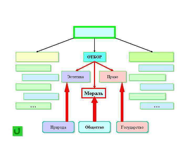 ОТБОР Эстетика Право Мораль. . . Природа Общество Государство 