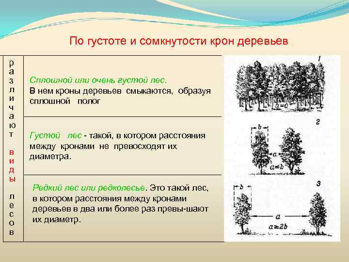 По густоте и сомкнутости крон деревьев р а з л и ч а ю