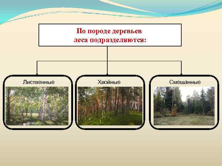 По породе деревьев леса подразделяются: Лиственные Хвойные Смешанные 