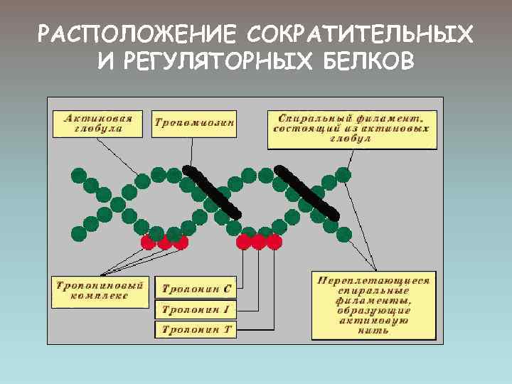 Сократительные белки выполняют