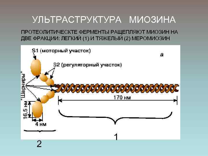 Белок миозин. Миозин четвертичная структура. Миозин АТФАЗА. Миозин характеристика. Структура миозина вторичная.