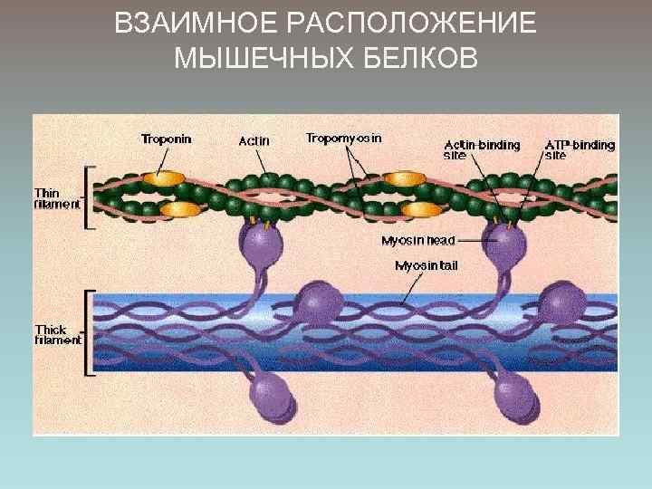 Двигательные белки