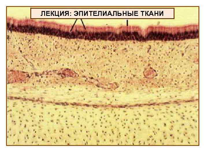 ЛЕКЦИЯ: ЭПИТЕЛИАЛЬНЫЕ ТКАНИ 