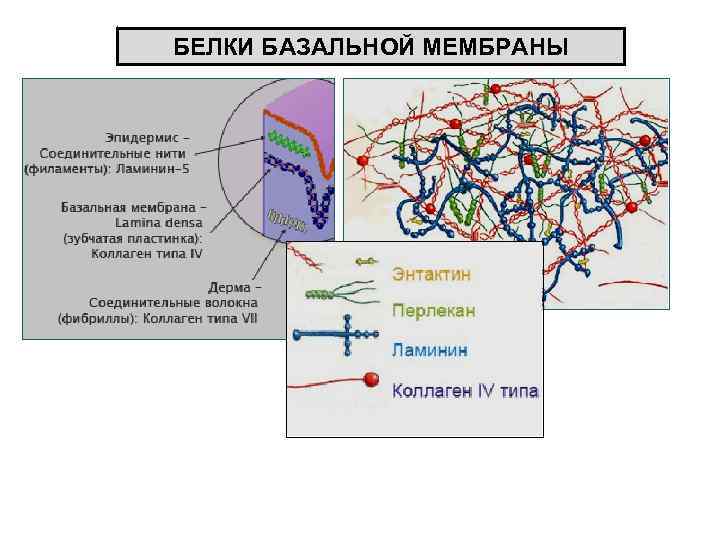 БЕЛКИ БАЗАЛЬНОЙ МЕМБРАНЫ 