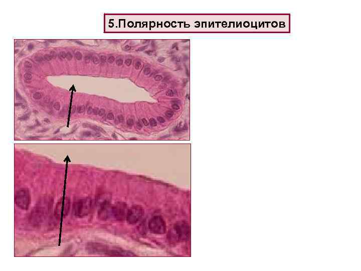 Эпителиоциты. Эпителиоциты Меркеля гистология. Полярность эпителиоцитов. Базальные и апикальные отделы эпителиоцитов. Эпителиоциты это клетки.