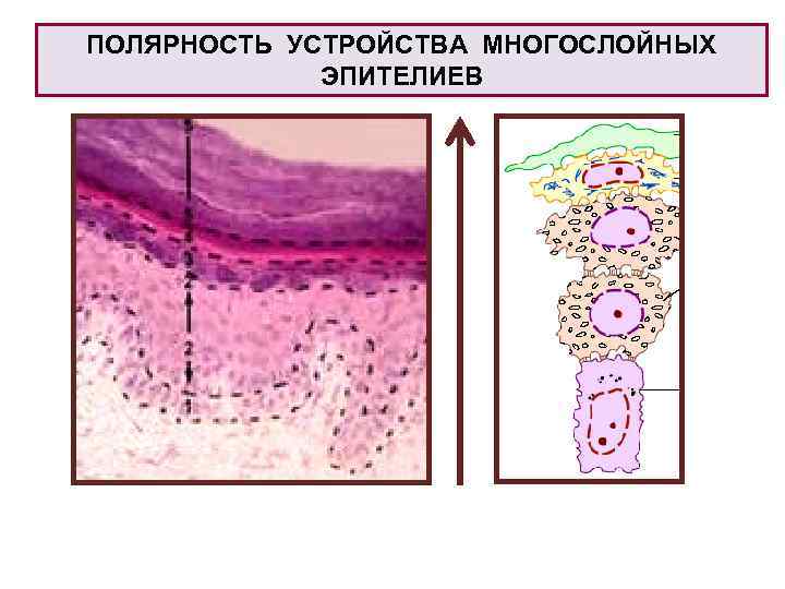 ПОЛЯРНОСТЬ УСТРОЙСТВА МНОГОСЛОЙНЫХ ЭПИТЕЛИЕВ 