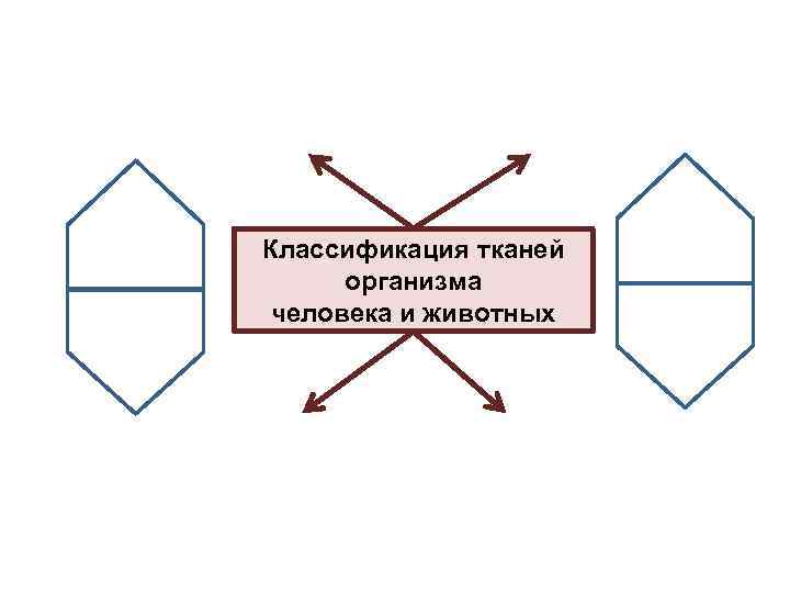 Классификация тканей организма человека и животных 