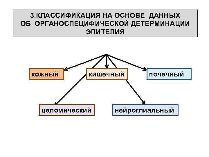  3. КЛАССИФИКАЦИЯ НА ОСНОВЕ ДАННЫХ ОБ ОРГАНОСПЕЦИФИЧЕСКОЙ ДЕТЕРМИНАЦИИ ЭПИТЕЛИЯ кожный кишечный почечный целомический