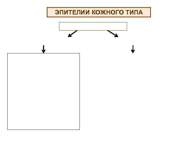 ЭПИТЕЛИИ КОЖНОГО ТИПА 