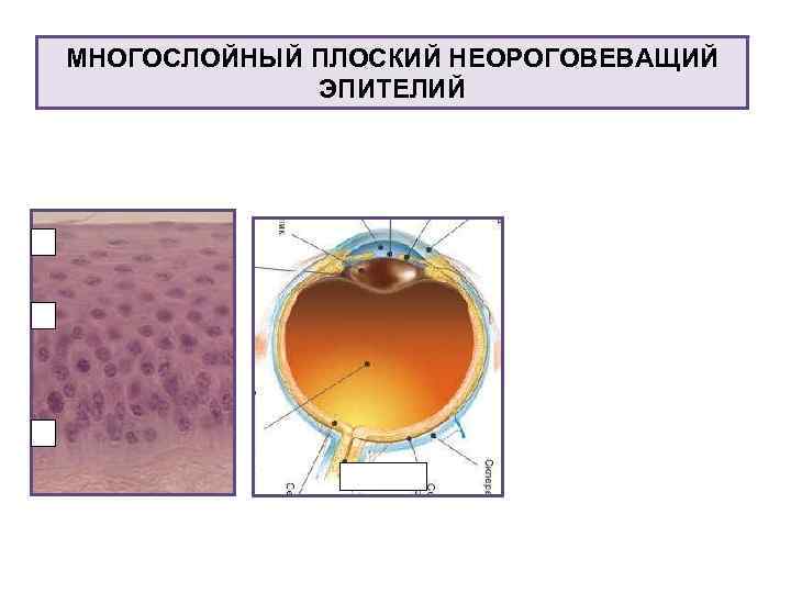 МНОГОСЛОЙНЫЙ ПЛОСКИЙ НЕОРОГОВЕВАЩИЙ ЭПИТЕЛИЙ 