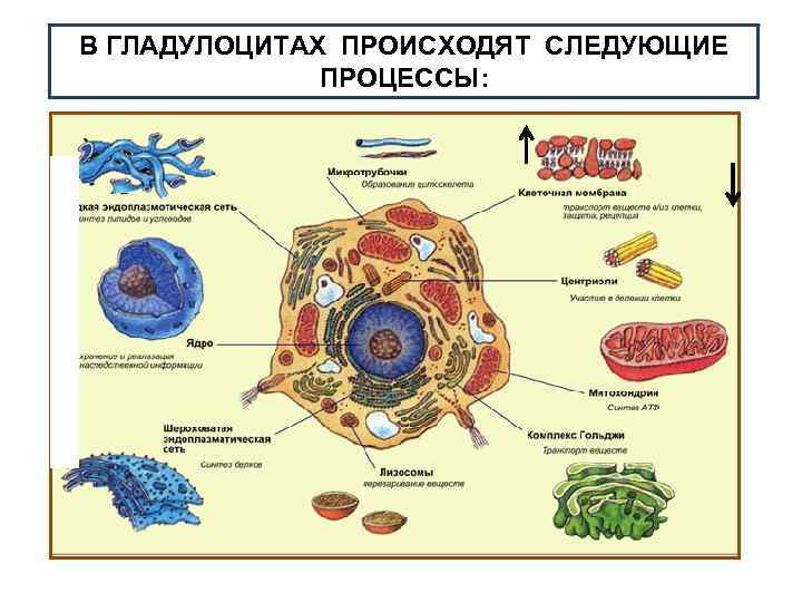 В ГЛАДУЛОЦИТАХ ПРОИСХОДЯТ СЛЕДУЮЩИЕ ПРОЦЕССЫ: 