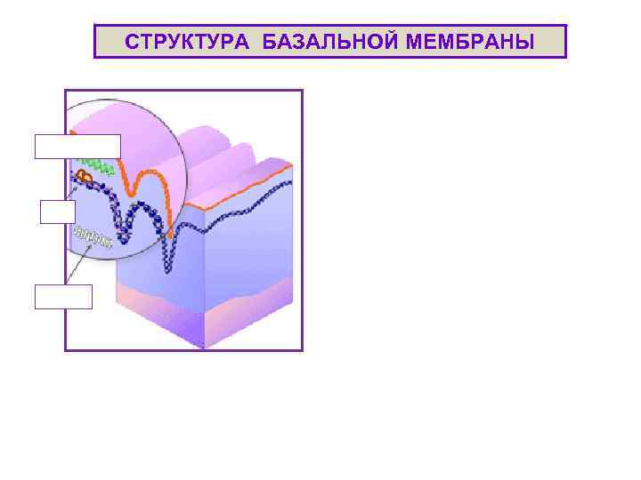 СТРУКТУРА БАЗАЛЬНОЙ МЕМБРАНЫ 