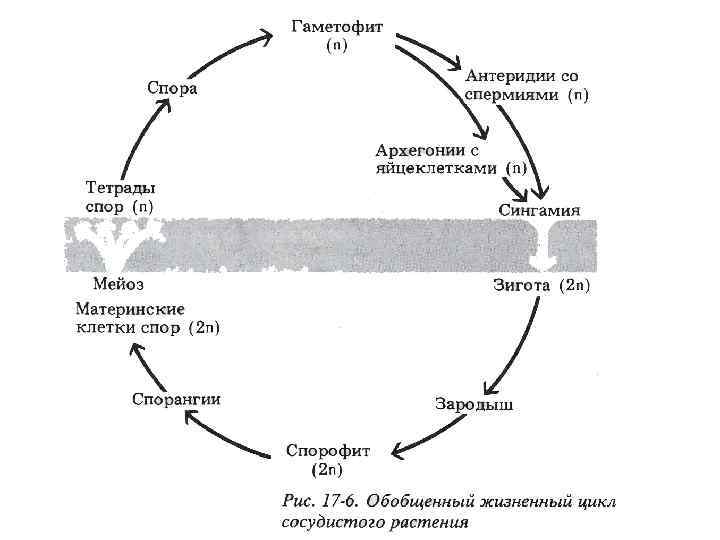 Циклы высших споровых растений. Общая схема жизненного цикла высших растений. Жизненный цикл высших споровых растений схема. Циклы развития высших споровых растений. Схема жизненного цикла высших споровых.