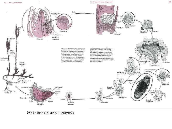 Цикл плауна. Жизненный цикл плауна булавовидного схема. Схема развития плауна. Жизненный цикл плаунов схема. Жизненный цикл плауна булавовидного.
