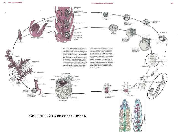 Жизненный цикл селягинеллы 