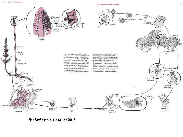Жизненный цикл хвощей схема