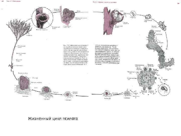 Жизненный цикл тема. Псилотовидные жизненный цикл. Жизненный цикл Derbesia-Bryopsis. Селагинелловые жизненный цикл. Хара жизненный цикл схема.