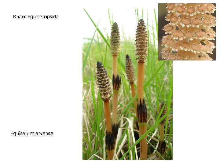 Класс Equisetopsida Equisetum arvense 