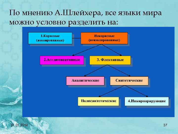 Структурные типы языков. Классификация языков Шлейхера. Морфологическая классификация языков. Типологическая морфологическая классификация языков. Натуралистическая концепция Шлейхера.