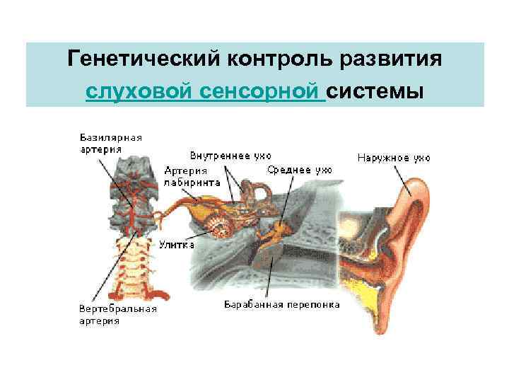 Генетический контроль развития слуховой сенсорной системы 