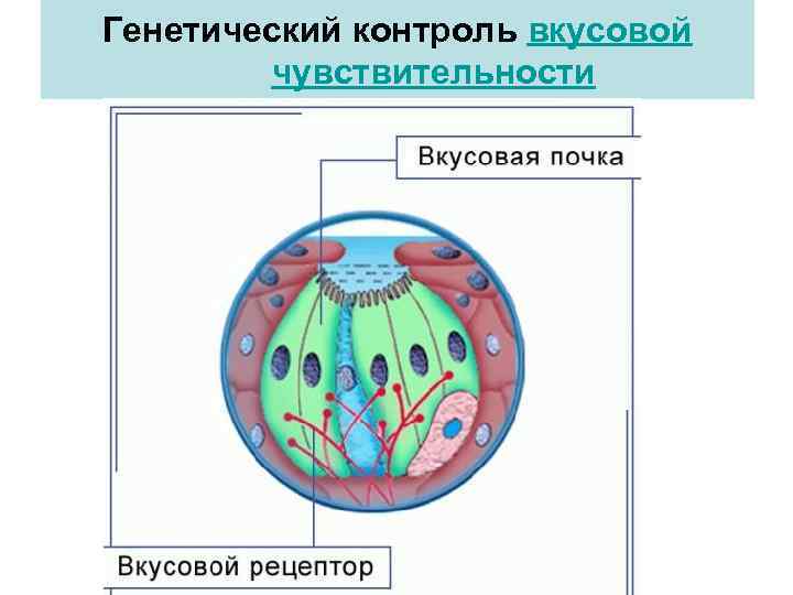 Генетический контроль вкусовой чувствительности 
