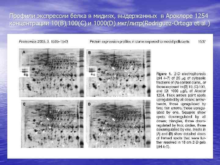Профили экспрессии белка в мидиях, выдержанных в Ароклоре 1254 концентрации 10(В), 100(C) и 1000(D)