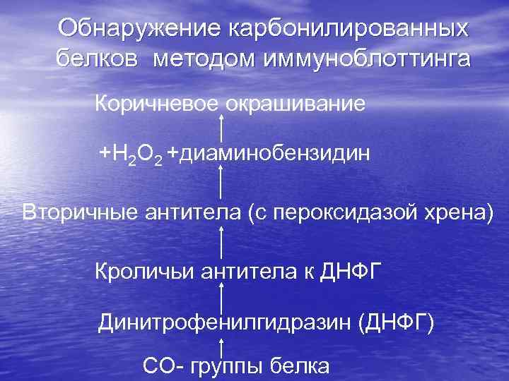 Обнаружение карбонилированных белков методом иммуноблоттинга Коричневое окрашивание +Н 2 О 2 +диаминобензидин Вторичные антитела