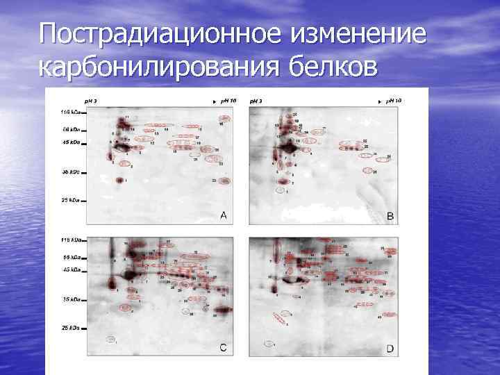 Пострадиационное изменение карбонилирования белков 