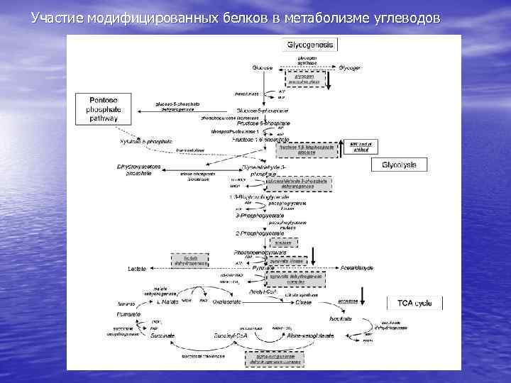 Участие модифицированных белков в метаболизме углеводов 