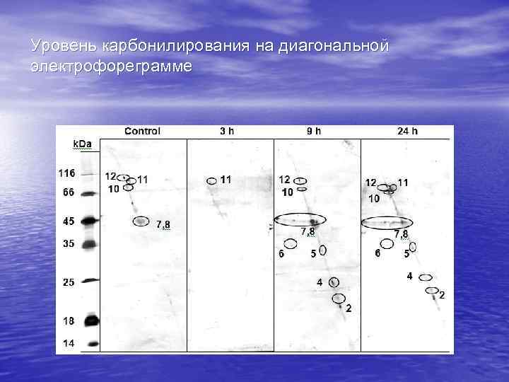Уровень карбонилирования на диагональной электрофореграмме 