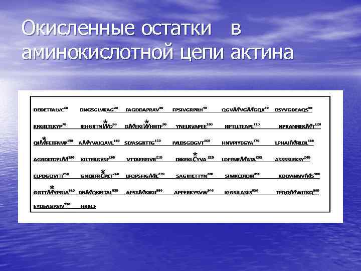 Окисленные остатки в аминокислотной цепи актина 